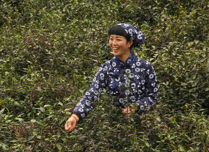 二次元牡丹 漫剪